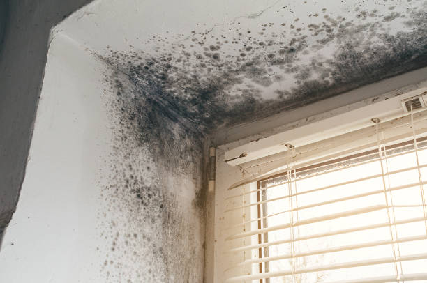 Affordable Mold Cleanup solutions in Carrsville, VA